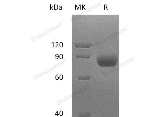> 95 % as determined by reducing SDS-PAGE.