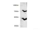 Western blot of mouse liver lysates with anti-ANGPTL3 polyclonal antibody at dilution of 1:500.