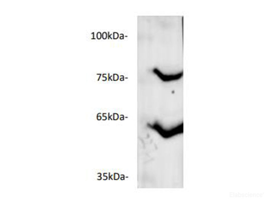 Western blot of mouse liver lysates with anti-ANGPTL3 polyclonal antibody at dilution of 1:500.