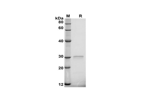 SDS-PAGE analysis of Porcine OPN/Osteopontin proteins, 2 μg/lane of Recombinant Porcine OPN/Osteopontin proteins was resolved with SDS-PAGE under reducing conditions, showing bands at 30 kDa.