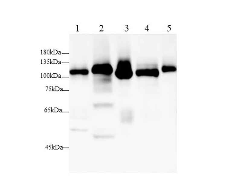 Anti-Mouse/Rat DPP4/CD26 Antibody - ABMIUM
