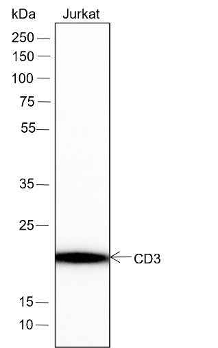 Anti-Human/Rat/Mouse CD3 epsilon Antibody [A112]