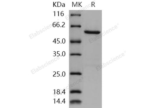 > 95 % as determined by reducing SDS-PAGE.