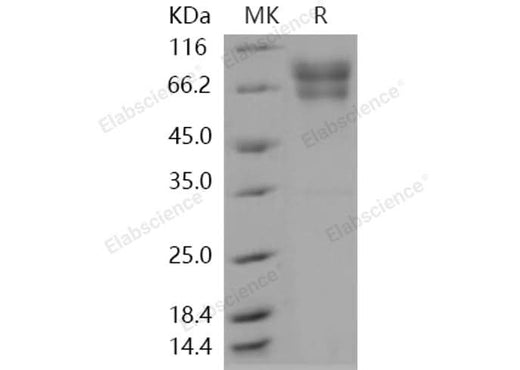 > 95 % as determined by reducing SDS-PAGE.