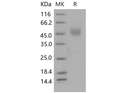 > 94 % as determined by reducing SDS-PAGE.