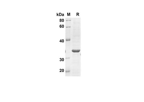 SDS-PAGE analysis of Human LGALS7 proteins, 2 μg/lane of Recombinant Human LGALS7 proteins was resolved with SDS-PAGE under reducing conditions, showing bands at 34.8 kDa.
