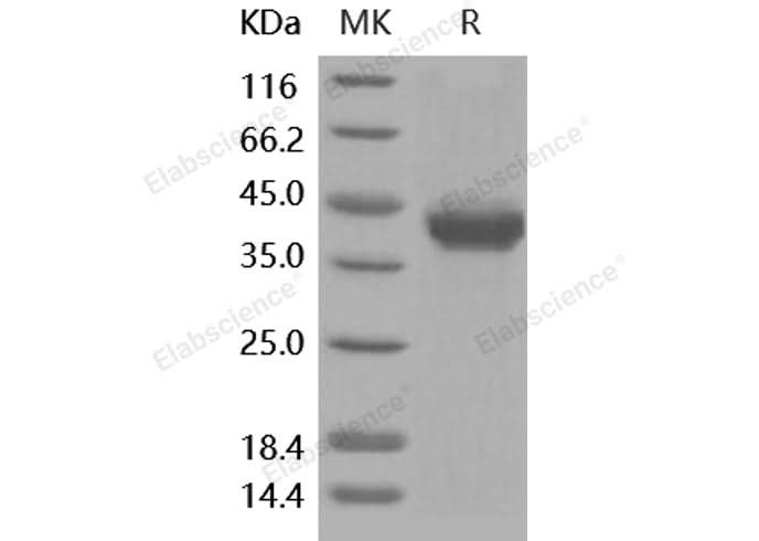 > 97 % as determined by reducing SDS-PAGE.