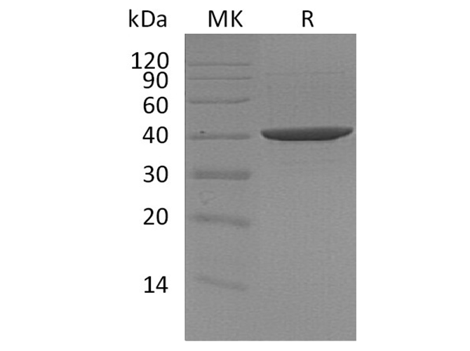 > 95 % as determined by reducing SDS-PAGE.