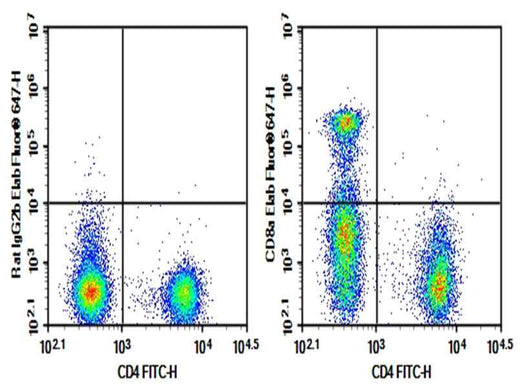 Anti-Mouse CD8a Antibody [YTS169.4] - ABMIUM
