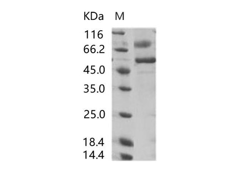 > 90 % as determined by reducing SDS-PAGE.