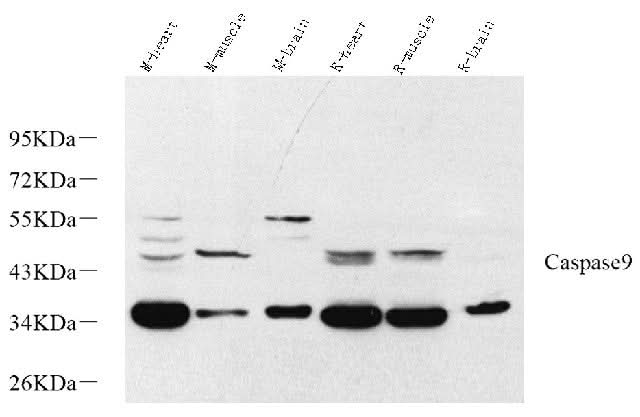 Western Blot analysis of various samples using CASP9 Polyclonal Antibody at dilution of 1:1000.