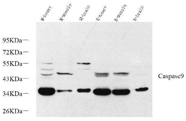 Western Blot analysis of various samples using CASP9 Polyclonal Antibody at dilution of 1:1000.