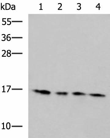 Western blot analysis of 293T Hela HepG2 and Jurkat cell lysates using MRPL42 Polyclonal Antibody at dilution of 1:650