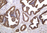 Anti-Human/Mouse/Rat ANXA5 Antibody [B1023]