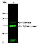 Anti-Mouse SerpinD1 Antibody [B408]