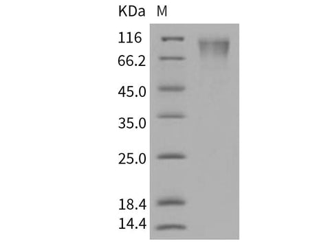 > 95 % as determined by reducing SDS-PAGE.