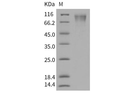 > 95 % as determined by reducing SDS-PAGE.