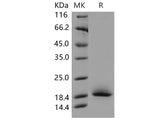 > 92 % as determined by reducing SDS-PAGE.