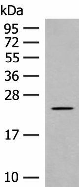 Western blot analysis of Rat heart tissue lysate using CLEC3B Polyclonal Antibody at dilution of 1:650