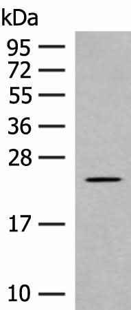 Anti-Human/Mouse/Rat CLEC3B Antibody