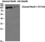 Western Blot analysis of Mouse brain, Rat musle using Cleaved-NOTCH1 (V1754) Polyclonal Antibody at dilution of 1:500.