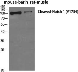Western Blot analysis of Mouse brain, Rat musle using Cleaved-NOTCH1 (V1754) Polyclonal Antibody at dilution of 1:500.