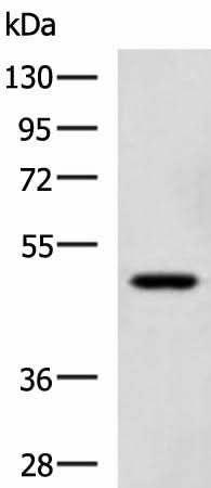 Western blot analysis of TM4 cell lysate using SNIP1 Polyclonal Antibody at dilution of 1:1150