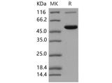 > 85 % as determined by reducing SDS-PAGE.