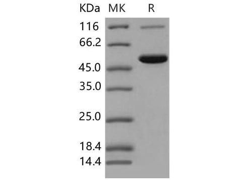 > 85 % as determined by reducing SDS-PAGE.