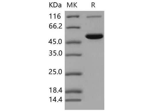 > 85 % as determined by reducing SDS-PAGE.
