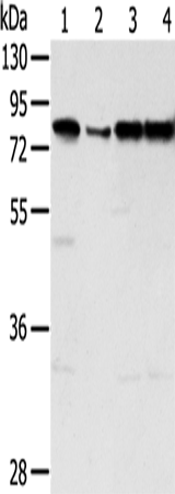 Anti-Human TAF15 Antibody - ABMIUM