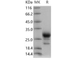 > 80 % as determined by reducing SDS-PAGE.