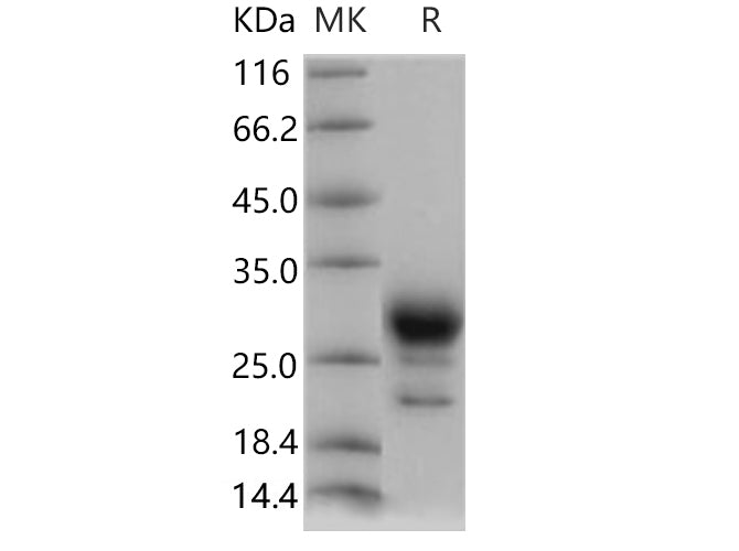 > 80 % as determined by reducing SDS-PAGE.