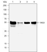 Anti-Human/Rat/Mouse ING3 Antibody [A740]
