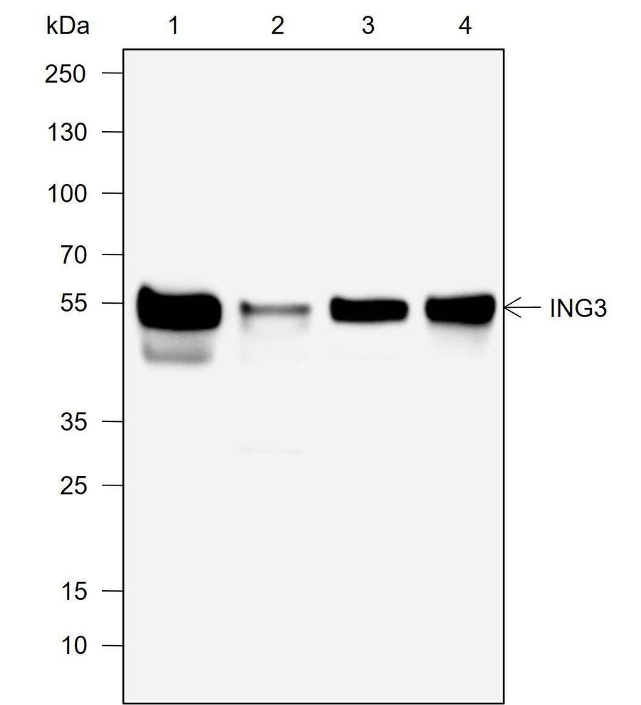 Anti-Human/Rat/Mouse ING3 Antibody [A740]