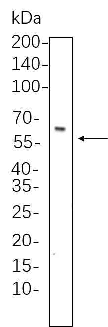 Anti-Human/Mouse/Rat Smad4 Antibody [B770] - ABMIUM