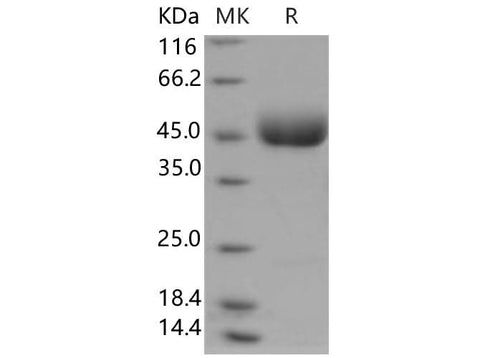 > 95 % as determined by reducing SDS-PAGE.