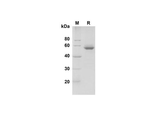 SDS-PAGE analysis of Human BLAME/SLAMF8 proteins , 2 μg/lane of Recombinant Human BLAME/SLAMF8 proteins was resolved with SDS-PAGE under reducing conditions , showing bands at 55 kDa.