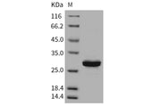 > 95 % as determined by reducing SDS-PAGE.