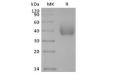 Recombinant Human SLAM Family Member 7/SLAMF7/CD319/CRACC (C-6His-Avi) Biotinylated - ABMIUM
