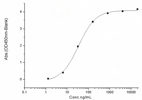 Measured by its binding ability in a functional ELISA. Immobilized human ACE2 protein (Fc tag)(Cat: PKSH031870) at 2 μg/mL (100 μL/well) can bind SARS-CoV-2 (2019-nCoV) Spike RBD-His (V483A) Recombinant Protein (PKSR030527), the EC<sub>50</sub> of SARS-CoV-2 (2019-nCoV) Spike RBD-His (V483A) Recombinant Protein (PKSR030527) is 20-50 ng/mL.