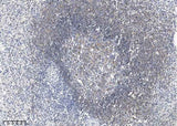 Anti-Human CD19 Antibody [A962] - ABMIUM