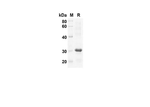SDS-PAGE analysis of Human CCL19 proteins, 2 μg/lane of Recombinant Human CCL19 proteins was resolved with an SDS-PAGE under reducing conditions, showing bands at 21.4 kDa.