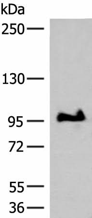 Western blot analysis of TM4 cell lysate using GANC Polyclonal Antibody at dilution of 1:550