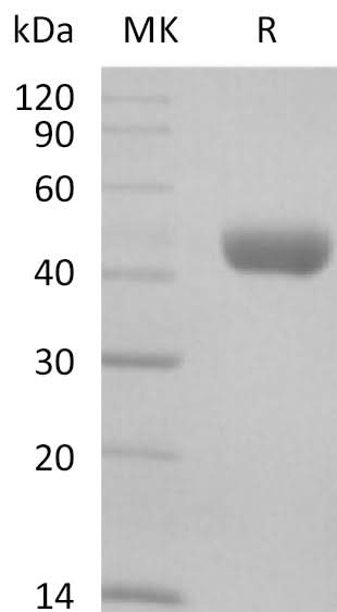 Recombinant Mouse CD112/Nectin-2 Protein (His Tag) - ABMIUM