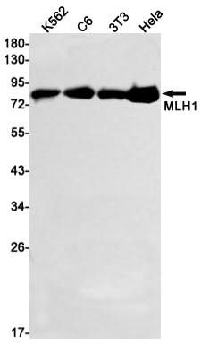 Western blot detection of MLH1 in K562,C6,3T3,Hela cell lysates using MLH1 Rabbit mAb(1:1000 diluted).Predicted band size:85kDa.Observed band size:85kDa.