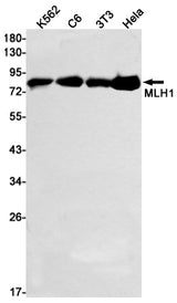 Western blot detection of MLH1 in K562,C6,3T3,Hela cell lysates using MLH1 Rabbit mAb(1:1000 diluted).Predicted band size:85kDa.Observed band size:85kDa.