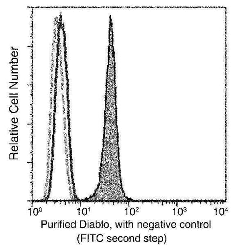 Anti-Human DIABLO Antibody [A1185] - ABMIUM