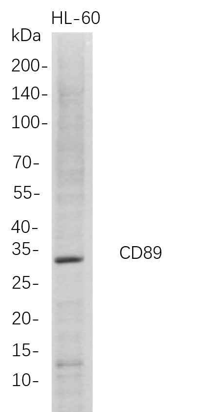 Anti-Human CD89 Antibody [B683] - ABMIUM