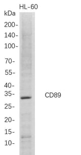 Anti-Human CD89 Antibody [B683]